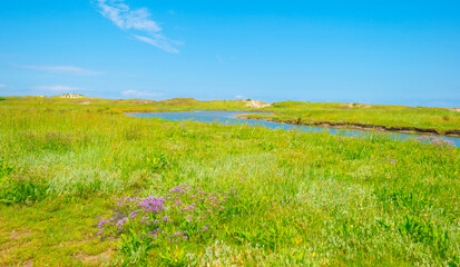 Nature reserve of a tidal inlet at the North Sea coast under a bright blue white cloudy sky in summer, the Zwin, Flanders, Belgium, July 2021 