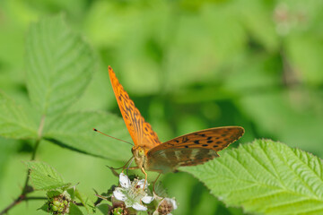 Obraz premium Male silver-washed fritillary (Argynnis paphia) on a blackberry blossom.