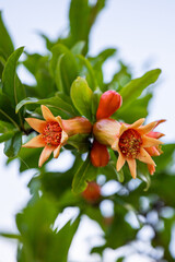 Pomegranate flowers red