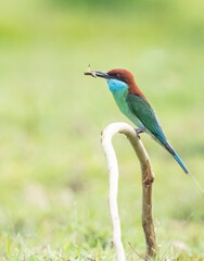 blue throated bee eater