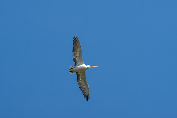 Pelecanus crispus fly in the sky in spring scene
Dalmatian pelican in summer scene