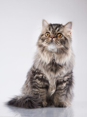 Scottish tabby cat on a light background. Pet in the studio. 