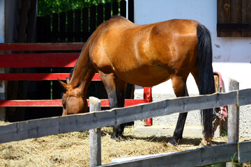 The horse in front of the stable in the corral 