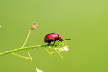 Entomoscelis adonidis sit on the grass, summer and spring scene. 
Red-crested pochard bugs