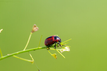 Entomoscelis adonidis sit on the grass, summer and spring scene. 
Red-crested pochard bugs