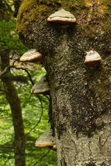 Dead tree at hiking trail in Oetschergraben near to the Oetscher in Austria, Europe
