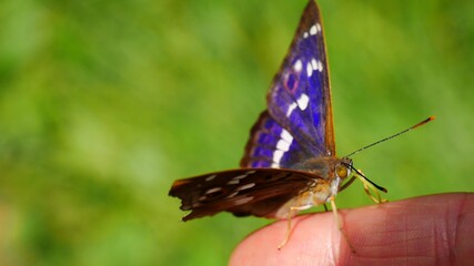 The butterfly sits on a finger on a green background..