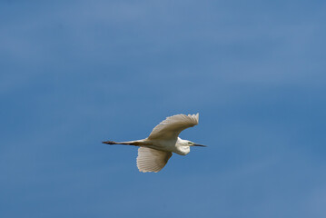 Egretta garzetta fly in the sky in spring scene
Little egret in summer scene