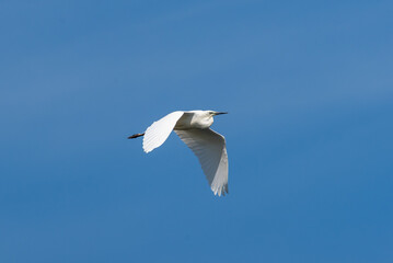 Egretta garzetta fly in the sky in spring scene
Little egret in summer scene