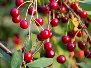 Cherry tree with juicy cherries. Sunny summer day in the garden. A healthy diet