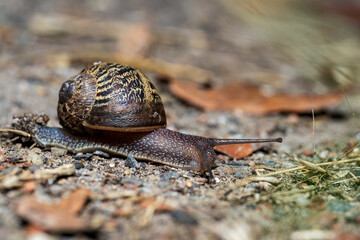 Zirkelschnecke auf einem Stein