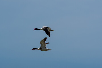 Tadorna tadorna fly in the sky in spring scene
Common shelduck in summer scene