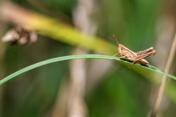 Nahaufnahme eines Grashüpfers auf einer Pflanze