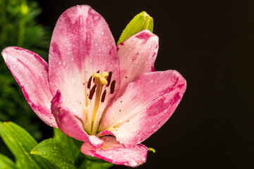 Fototapeta na wymiar Lilie in voller Blüte