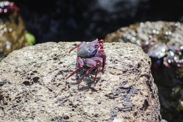 crab on the rock