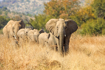Obraz premium Elephants walking through the long grass