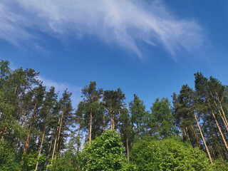Fototapeta premium Deciduous trees and ship pines against a beautiful sky with feathery clouds on a hot summer day.