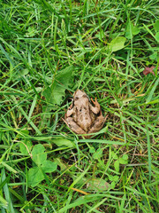 A small brown frog with orange legs, sitting among the green grass on a sunny summer morning.