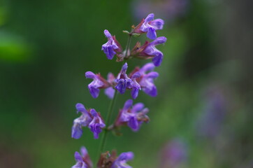 Closeup purple flowers salvia officinalis in the garden