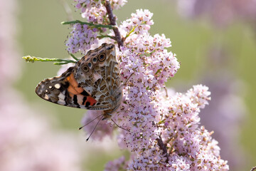 Vanessa cardui sit on the grass, summer and spring scene. 
painted lady butterfly