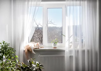 Foto op Plexiglas Window with white tulle and sleeping cat on windowsill © tynza