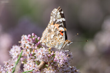 Vanessa cardui sit on the grass, summer and spring scene. 
painted lady butterfly
