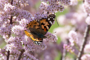 Vanessa cardui sit on the grass, summer and spring scene. 
painted lady butterfly