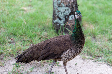 Peacocks feed on natural food.

