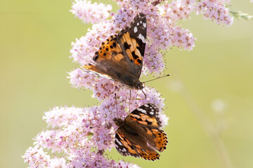 Vanessa cardui sit on the grass, summer and spring scene. 
painted lady butterfly