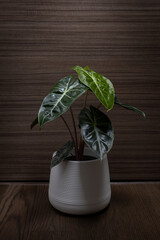 plant in pot, beautiful texture of tree leaf, interior decorating with plants, shallow depth of field