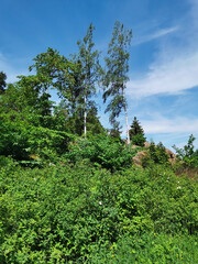 Trees, birches growing right on the rocks in the rocky natural park Monrepos of the city of Vyborg against the background of a blue sky with clouds.