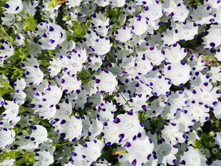 Flowers and buds of nemophila maculata - white flowers with purple speckles, creeping carpet.
