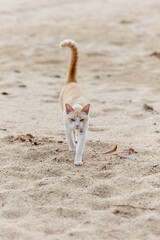 Fat cat lying on the sand
