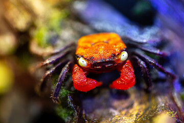 A type of mountain crab is known as a vampire crab
