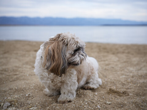 Cute little Shihtzu dog sitting on the sand of the bea