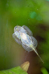Aquarium cleaning fish. Sewellia lineolata
