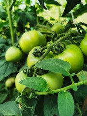 Small tomatoes (lat. Solanum lycopersicum), which are grown in a greenhouse.