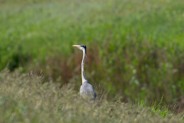 Ardea cinerea sit in lake
Grey heron in summer scene
