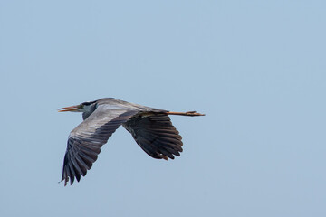 Ardea cinerea fly into sky
Grey heron in summer scene