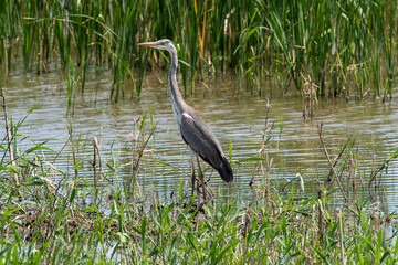 Ardea cinerea sit in lake
Grey heron in summer scene