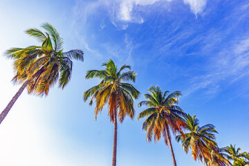 Coconut cluster on coconut tree 
