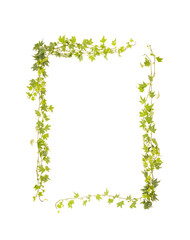 Fototapeta premium Ivy climbing plant frame composition empty space surrounded by branches and leaves
