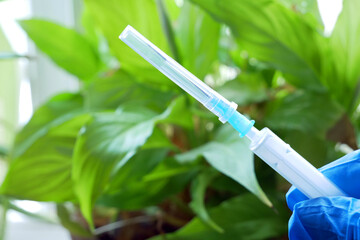 Plant Disease concept, Sick plant on foreground with yellow leaves. water or wrong temperature,...