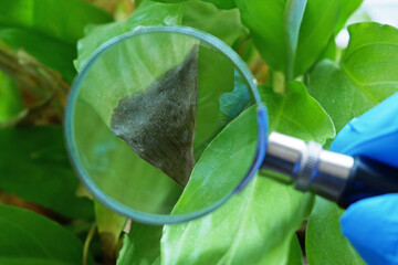 Plant Disease concept, Sick plant on foreground with yellow leaves. water or wrong temperature,...