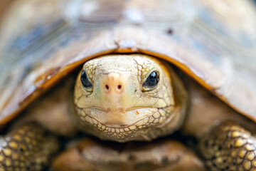 The Thai mountain turtle or land turtle is a protected wildlife.
