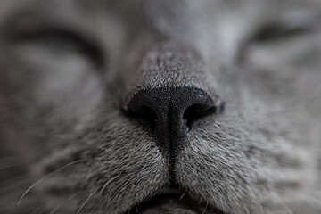 Gray cat's nose and mouth
