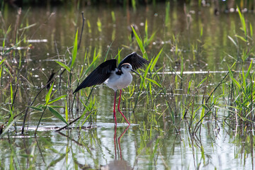 Recurvirostra avosetta walk on salt lake Bolsoi liman.
Family Pied avocet walk in lake, Volgograd region, Russia.
