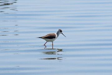 Recurvirostra avosetta walk on salt lake Bolsoi liman.
Family Pied avocet walk in lake, Volgograd region, Russia.
