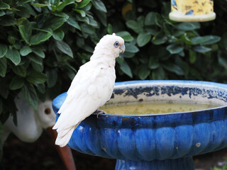 Closeup of a white Solomons cockatoo perching on a metal container in the garden © Peter Dyer/Wirestock