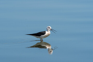 Recurvirostra avosetta walk on salt lake Bolsoi liman.
Family Pied avocet walk in lake, Volgograd region, Russia.
